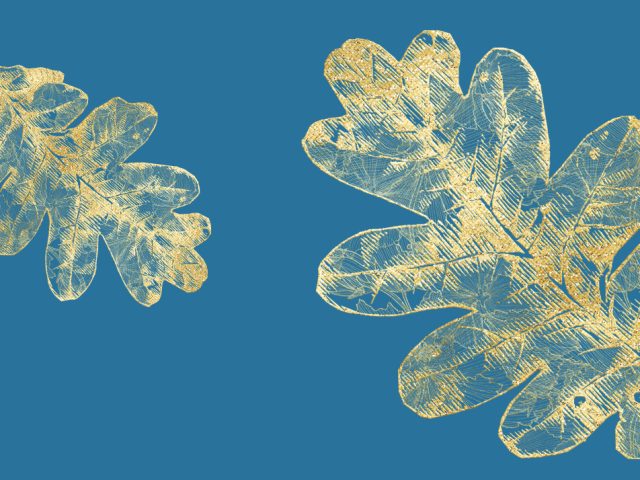 The Hunt for Morels: A Foragers Adventure